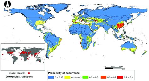 Global species distribution model for the recluse spider Loxosceles ...