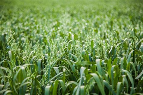 Image of Close up of green oat crop in a farm paddock - Austockphoto