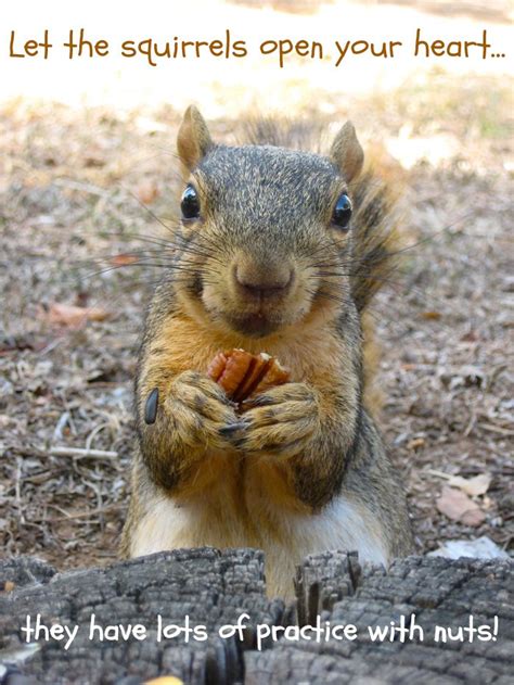 Squirrels of Wisdom | Squirrel funny, Squirrel pictures, Cute baby animals