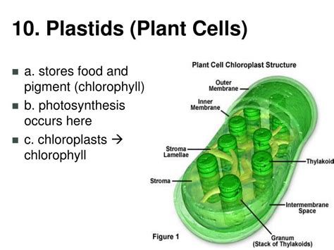 PPT - B. Cell Organelles PowerPoint Presentation, free download - ID ...