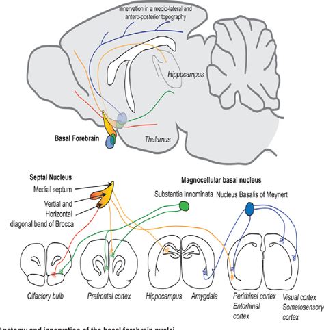 [PDF] Regulation of cholinergic basal forebrain development, connectivity, and function by ...