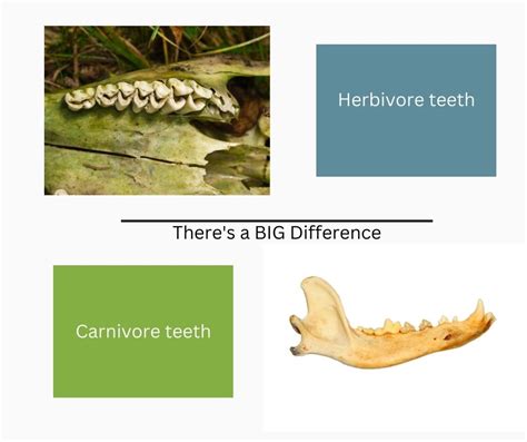 Your Biology Makes You An Omnivore (Your Diet Is Another Story)