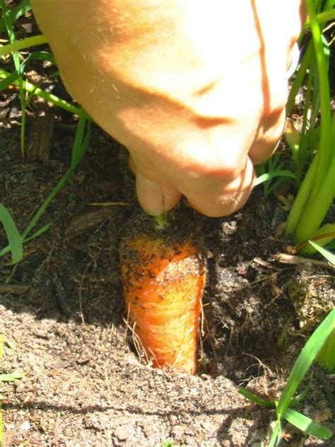 Growing Carrots In A Raised Bed - Step By Step • New Life On A Homestead