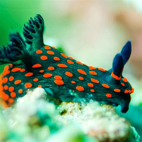 Nudibranch Sea Slug