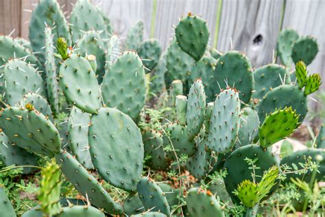 Growing and Caring for an Eastern Prickly Pear Cactus | Prickly pear cactus, Cactus, Prickly pear