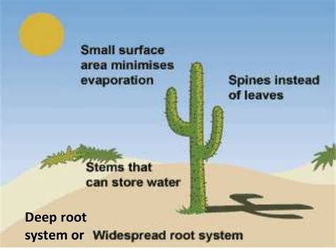 Plant adaptations (teach)