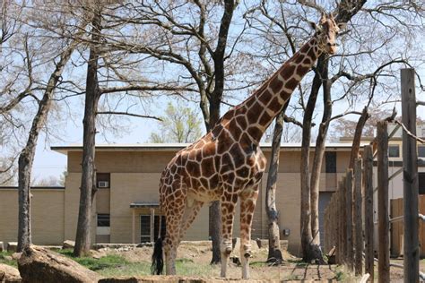 Topeka Zoo animals well-cared for while zoo is closed to public | KSNT News