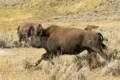 bisonte de búfalo corriendo en el valle de lamar, piedra amarilla ...