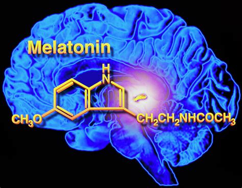 Artwork Of Melatonin Secretion By Pineal Gland Photograph by Alfred Pasieka/science Photo ...