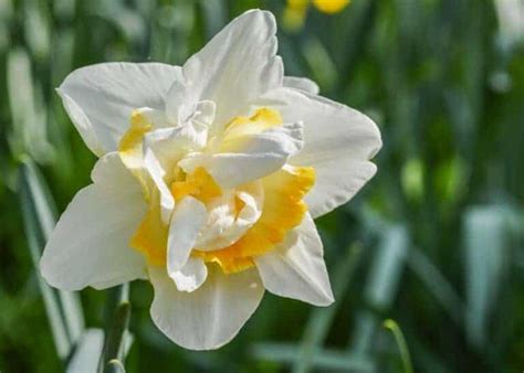 10 white daffodils 🌼 🌨 Explore the purity and elegance of these springtime blooms!