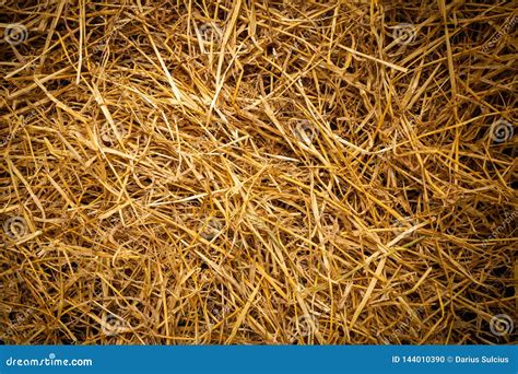 Seamless Texture of Dry Golden Hay Stock Photo - Image of natural, farm: 144010390