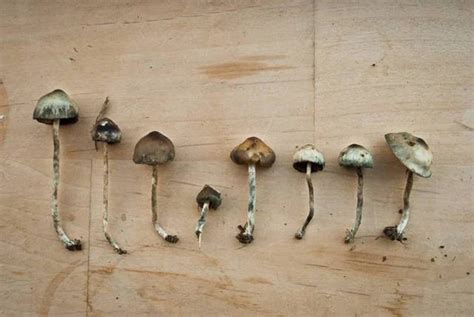 Psilocybe baeocystis: Oregon's Forgotten Shroom | DoubleBlind Mag