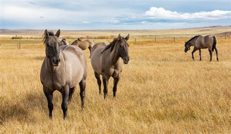 Dun Horse Color — Description, Pictures, and Genetics - Helpful Horse Hints