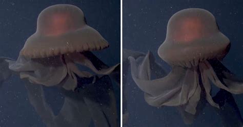 Scientists Capture Rare Footage Of Giant Phantom Jellyfish That Can Grow 33-Feet In Length ...