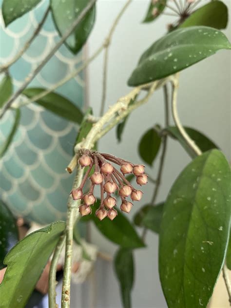 Hoya carnosa (Honey Plant, Porcelainflower, Porcelain Flower, Wax Plant) | North Carolina ...