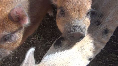 Miniature Pigs - YouTube