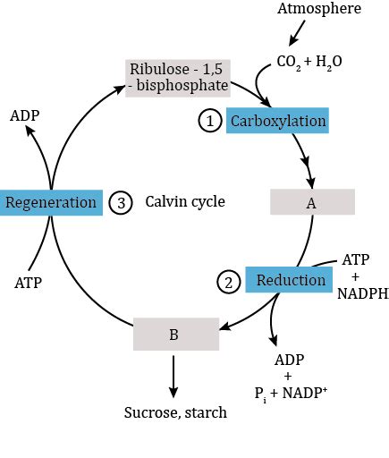 Calvin Cycle Diagram For Kids