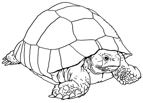 tortoise cartoon clipart free download | Clipart Nepal