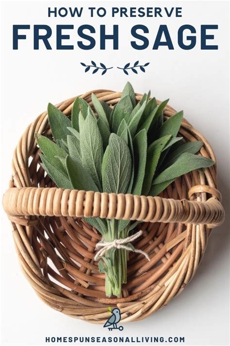 Preserving Sage for Food and Medicine | Drying fresh herbs, Fresh sage ...