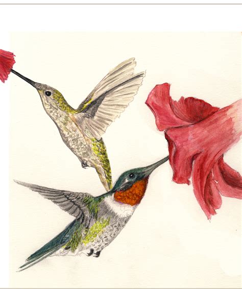 Ruby Throated Hummingbird Drawing at GetDrawings | Free download