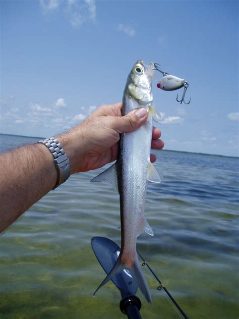 Kayak Angling for Big Fish: Fishing Report 6/4/11 - Indian River Lagoon-Patillo Creek