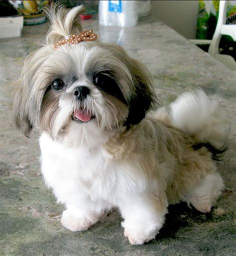 Teddy bear cut | Shih tzu puppy, Shih tzu haircuts, Shih tzu dog