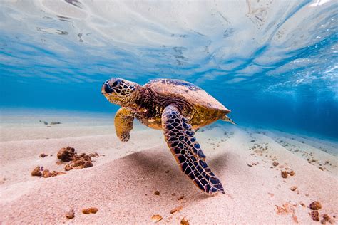 Young Turtle Spotted Off Australia's Coast. Will it Survive Its First Year? - Newspaper Animals ...