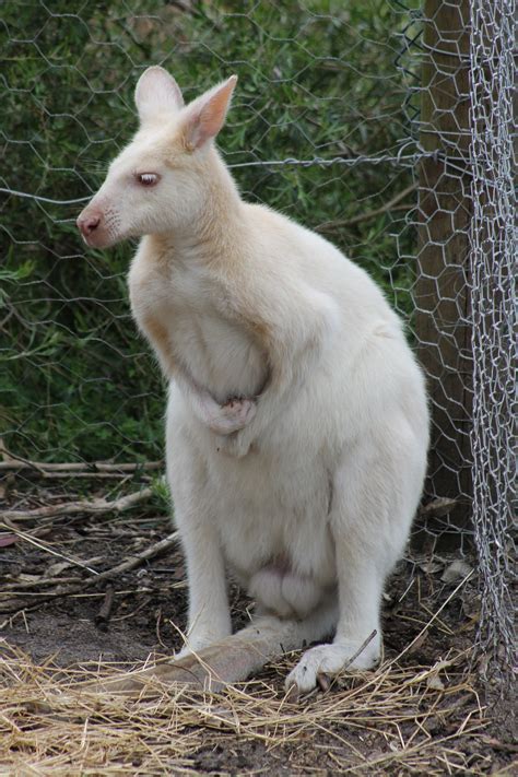 Albino kangaroo at Peel Zoo. | Albino animals, Australian animals, Albino