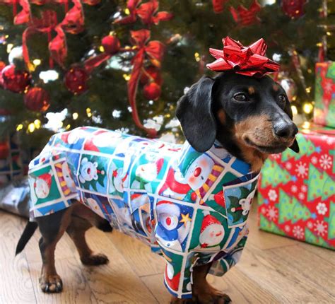 14 Photos Prove That Dachshunds Are Always Ready For Christmas | The Dogman