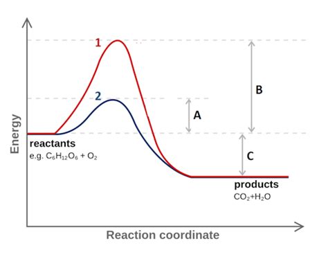 Interpreting a Reaction Coordinate Diagram | Biology | Practice | Albert