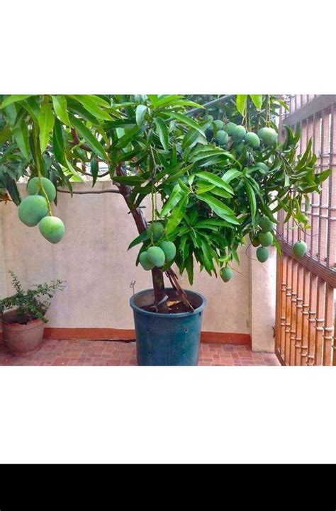 DWARF MANGO TREE Live Plant - Etsy