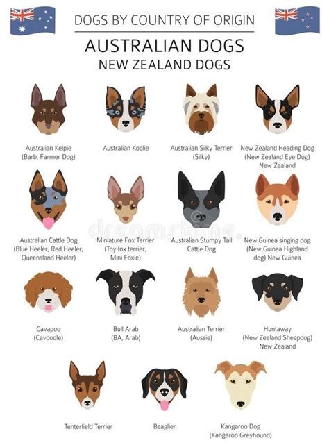 Australian Dog Breeds and Their Origins