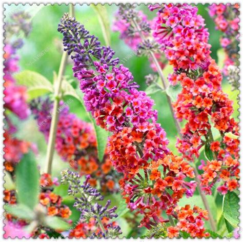 Butterfly Bush Seeds | Free Shipping Worldwide | BestSeedsOnline.com