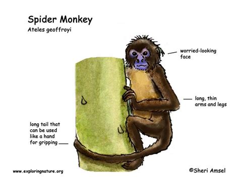 Monkey Life Cycle For Kids