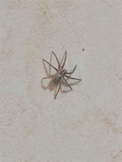 Is this a baby wolf spider? (~1cm) Cape Town, South Africa : r/spiders