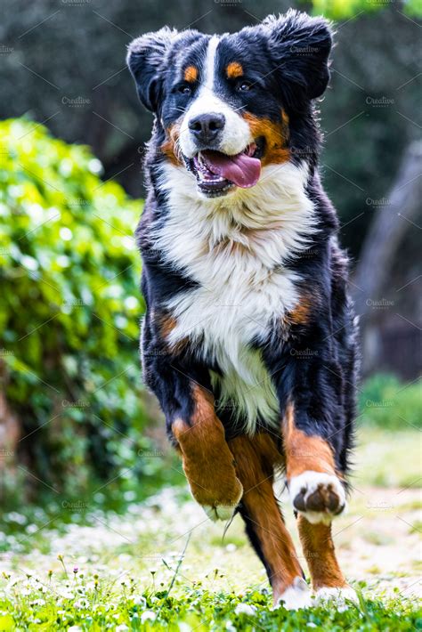 Bernese mountain dog running | High-Quality Animal Stock Photos ~ Creative Market