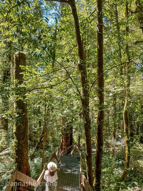 Best walks in Dandenong ranges - Anna Sherchand