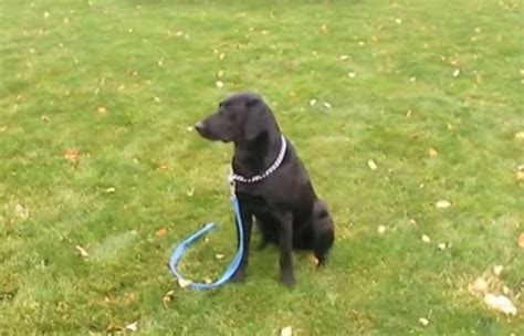 How to Train Labrador Retrievers - Dog Blab