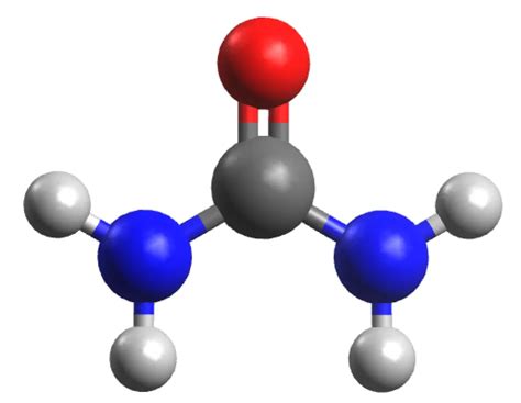 Urea Lewis Structure