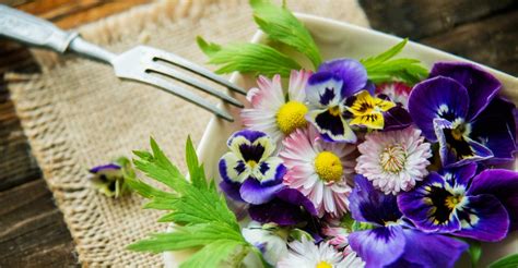 Edible Flower Gardens: A Beginners Guide - TheGreenAge