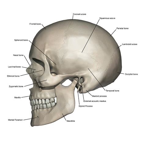 Medical Photograph - Lateral View Of Human Skull Anatomy by Alayna Guza | Human skull anatomy ...