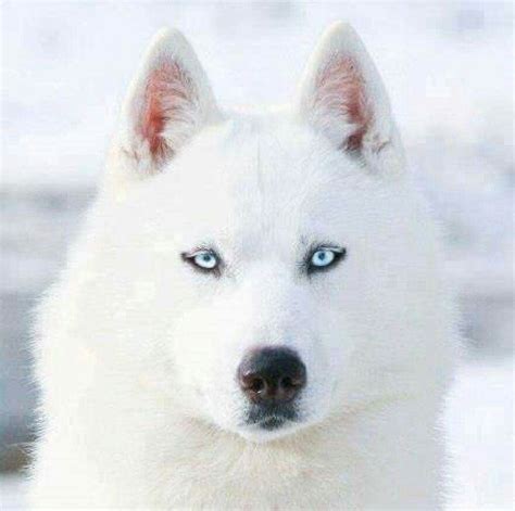 White wolf | Dogs, Siberian husky, Dog breeds