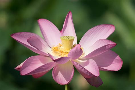 Stages of a Lotus Flower Blooming at Kenilworth Aquatic Gardens — Todd Henson Photography