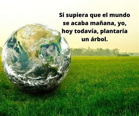 30 frases para reflexionar sobre el medio ambiente - fraseslistas.com