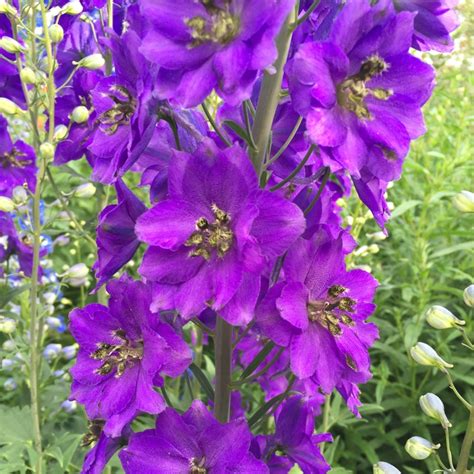 Delphinium 'Black Knight', Delphinium 'Black Knight' in GardenTags ...