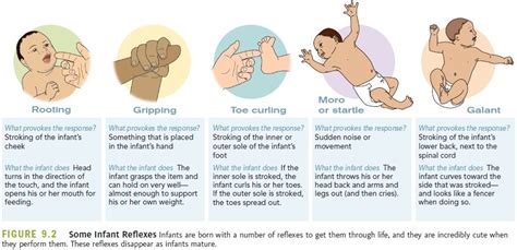 Chapter 6: Children The Early Years ( reflexes ) Diagram | Quizlet