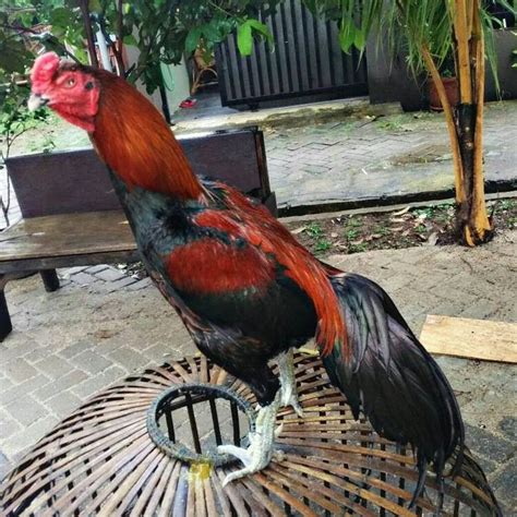 4 Teknik Melatih Ayam Bangkok Aduan (Mutu Pemenang)