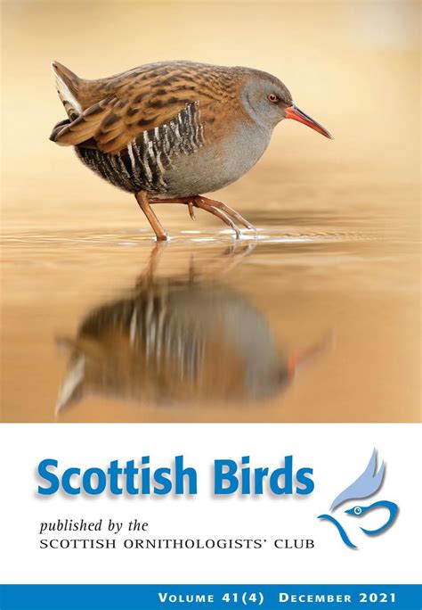 Scottish Birds 41(4) December 2021 - Sneak peek by the-soc - Issuu