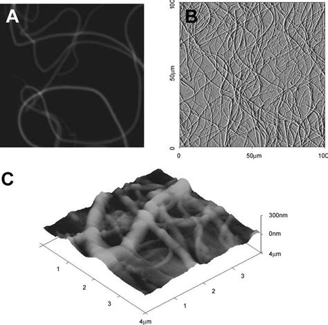 Topology of tendon collagen. (A), Collagen fibrils from tendon stained... | Download Scientific ...