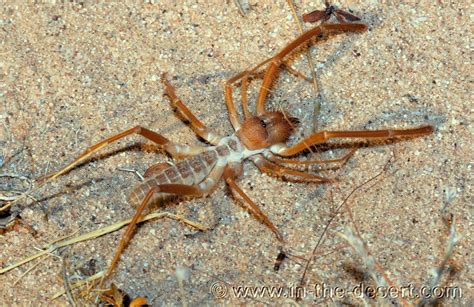 Desert Bugs and Insects | Identification by Gordon Snelling | Insects ...